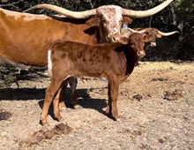 Bodacious 244 x HL Allen's True Respect bull calf